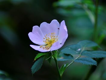 Close-up of purple flowering plant