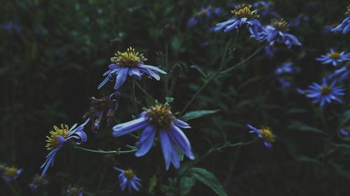 Close-up of purple flowers blooming outdoors