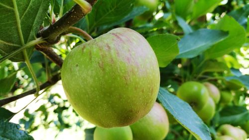 Close-up of apple on tree