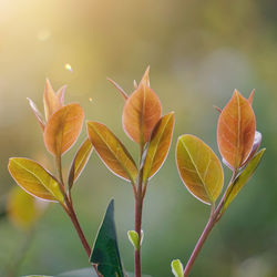 Close-up of yellow leaves on plant