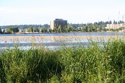 Scenic view of lake