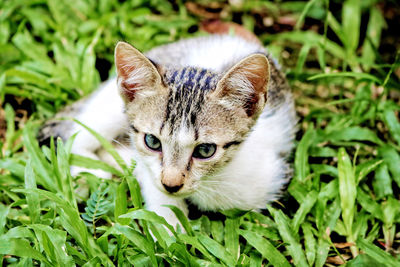 Portrait of kitten on field