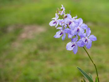 Close-up of purple flowering plant in field