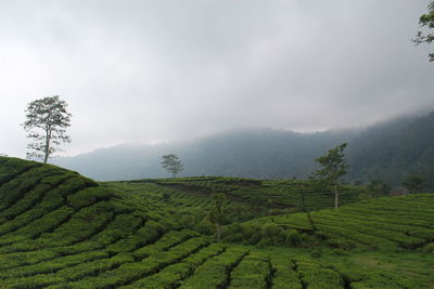 Scenic view of landscape against cloudy sky