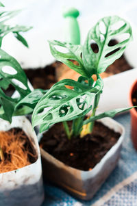 Close-up of potted plant