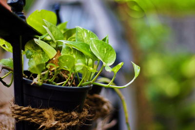 Close-up of potted plant