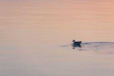 Bird swimming in lake