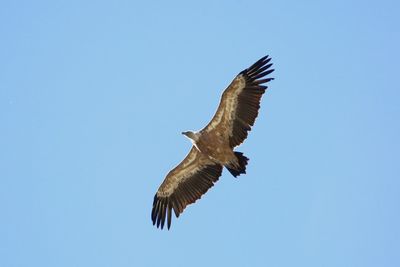 Low angle view of eagle flying in sky