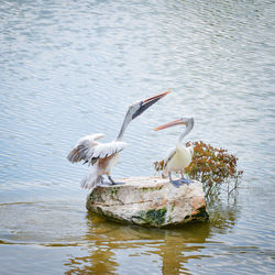 Birds flying over lake