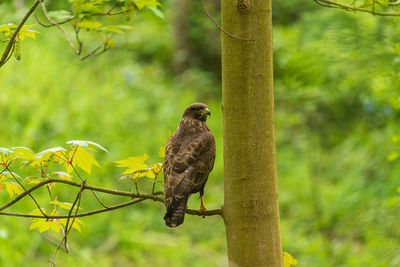 Low angle view of bird perching on tree