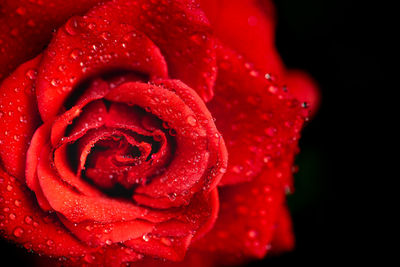Close-up of wet red rose