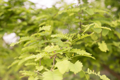 Close-up of fresh green leaves on plant