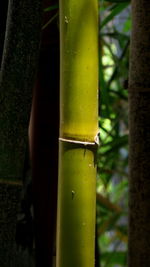 Close-up of green leaf