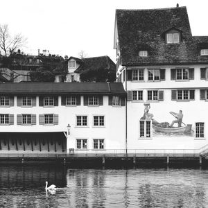 Swan swimming in lake against houses in city