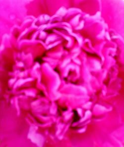 Close-up of pink rose flower