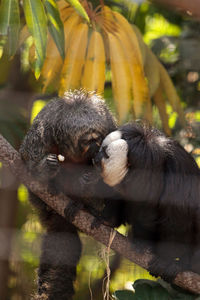 Male white-faced saki sits in a cage in captivity