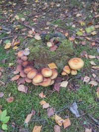 High angle view of mushrooms growing on field