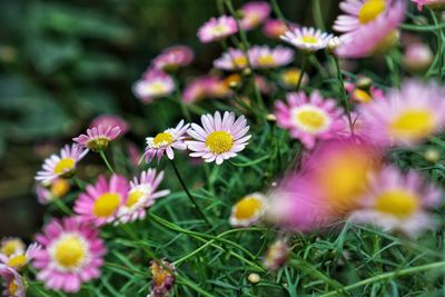 Close-up of flowers blooming outdoors