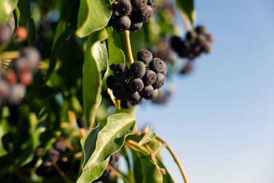 Close-up of grapes