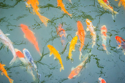 High angle view of koi carps swimming in lake