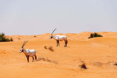 Oryx in a desert