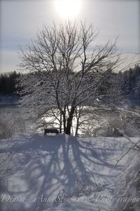 Bare trees on snow covered landscape