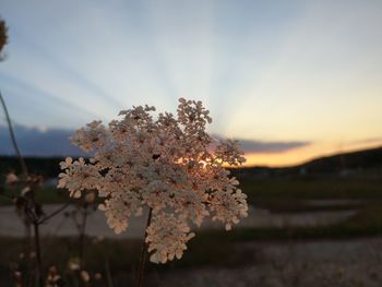 Close-up of cherry blossom tree on field during sunset