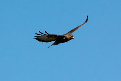 Low angle view of bird flying against clear blue sky