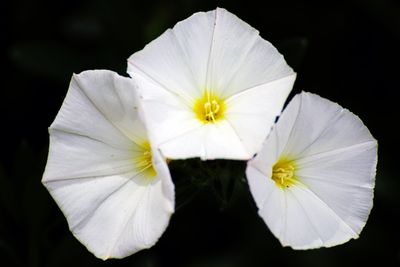 Close-up of white flower blooming against black background