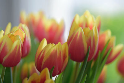 Close-up of red and yellow flame tulips