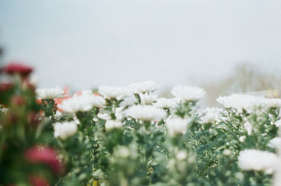 Close-up of white flowering plants on field