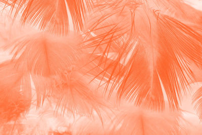 Beautiful lush lava orange-white colors trend feather texture background, trends color