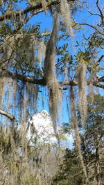 Low angle view of trees against blue sky