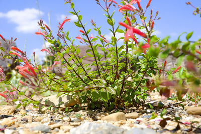 Close-up of flowering plants against sky
