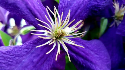 Close-up of purple flowering plant