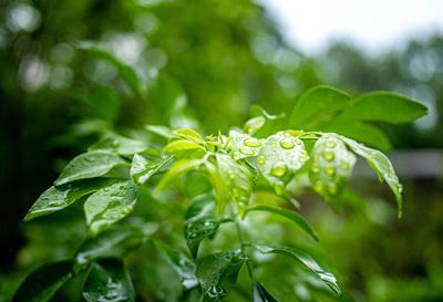 Close-up of raindrops on leaves