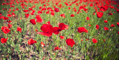 Red poppies blooming in field