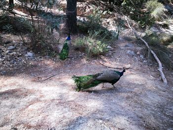 View of a bird on rock