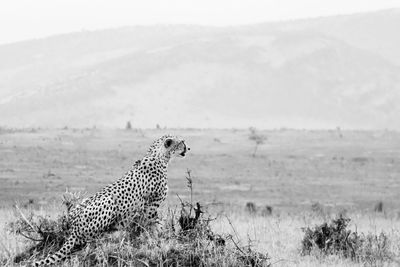 Giraffe on field against sky