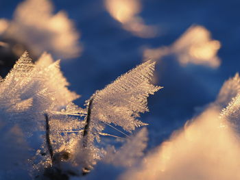 Close-up of frozen plant against sky