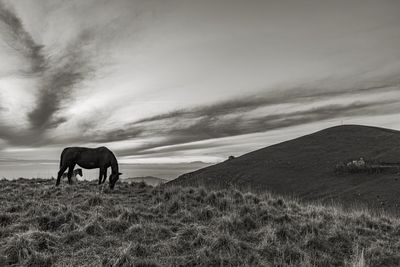 Horses grazing in a field