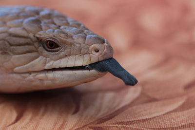 Close-up of lizard