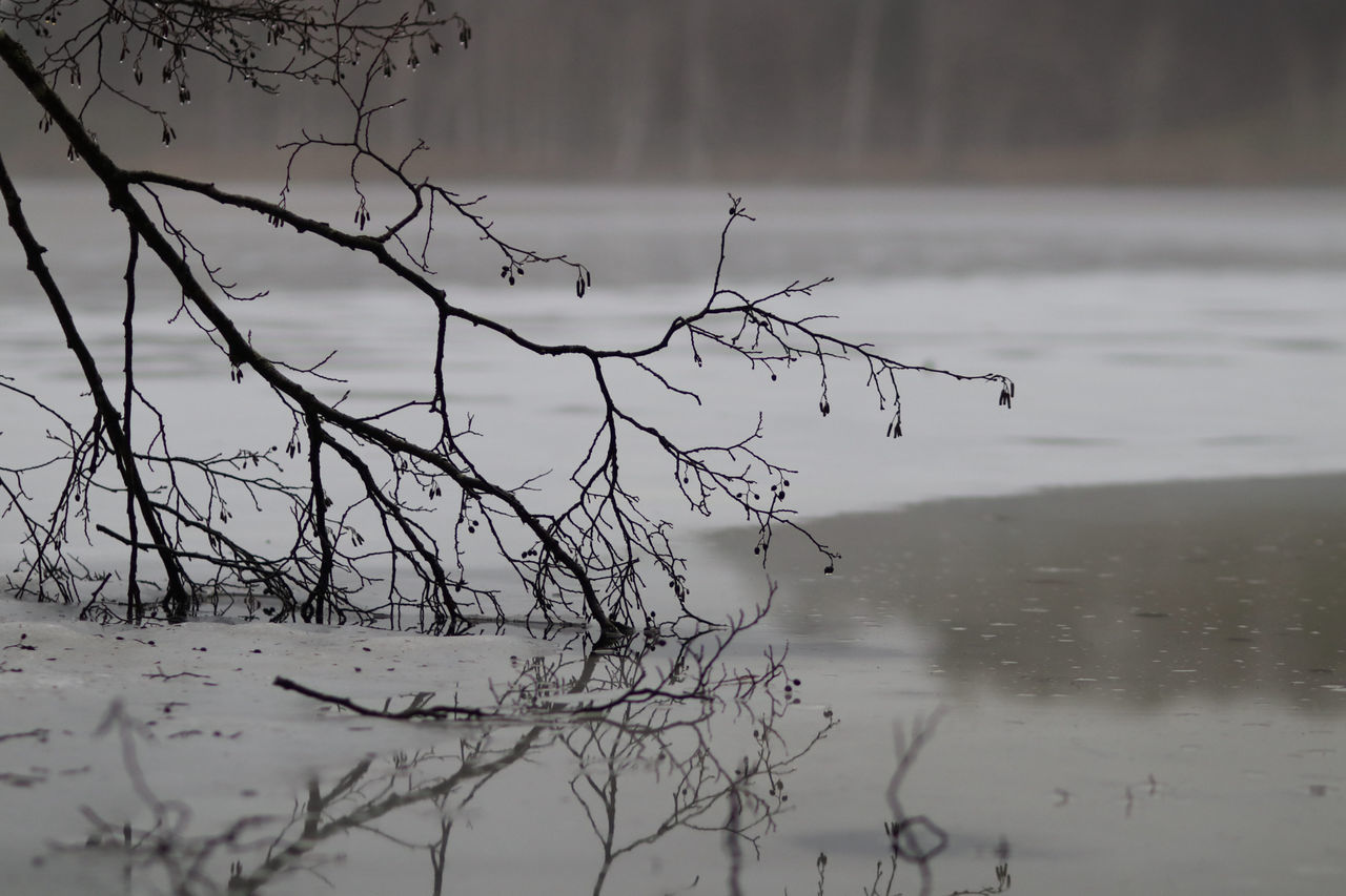 winter, water, reflection, nature, tranquility, lake, freezing, tree, branch, beauty in nature, plant, no people, snow, bare tree, scenics - nature, tranquil scene, non-urban scene, cold temperature, fog, day, environment, outdoors, land, ice, landscape, morning, frost, focus on foreground, monochrome, dead plant, sky