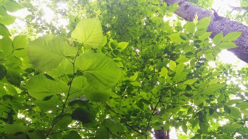 Low angle view of grapes on tree