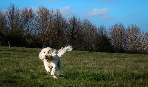 Dog running in field