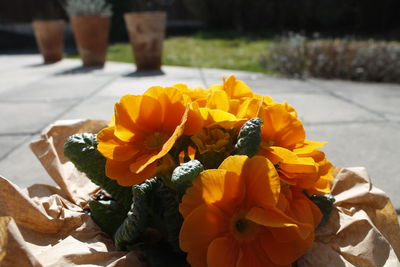 Close-up of flowers