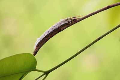 Close-up of plant