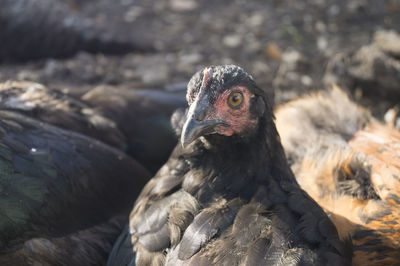 Close-up of hen