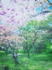 Trees and flowers on tree