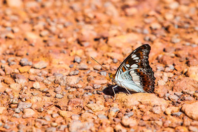 Close-up of butterfly on ground